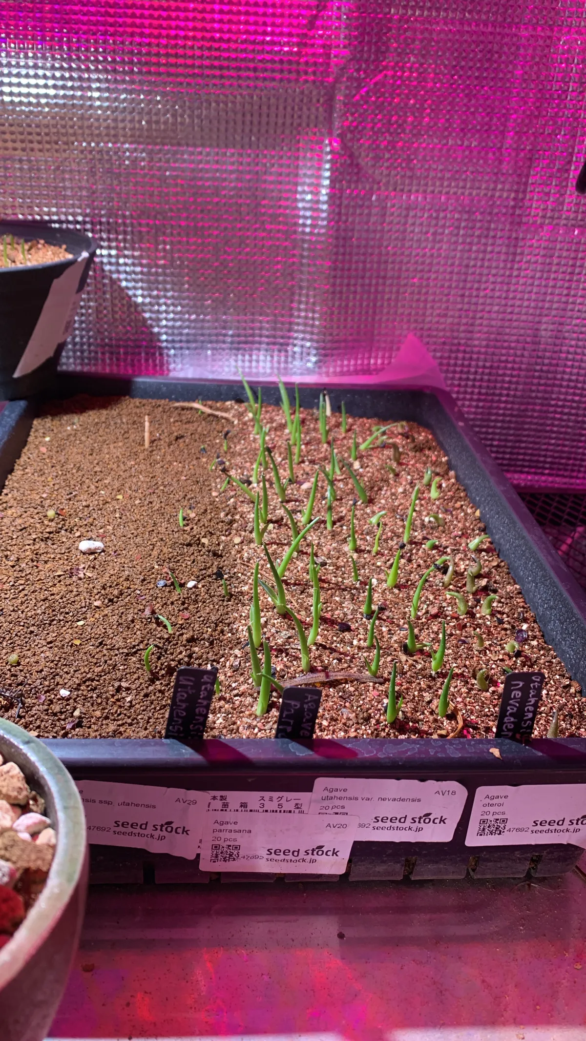 Agave oteroi (アガベ オテロイ)