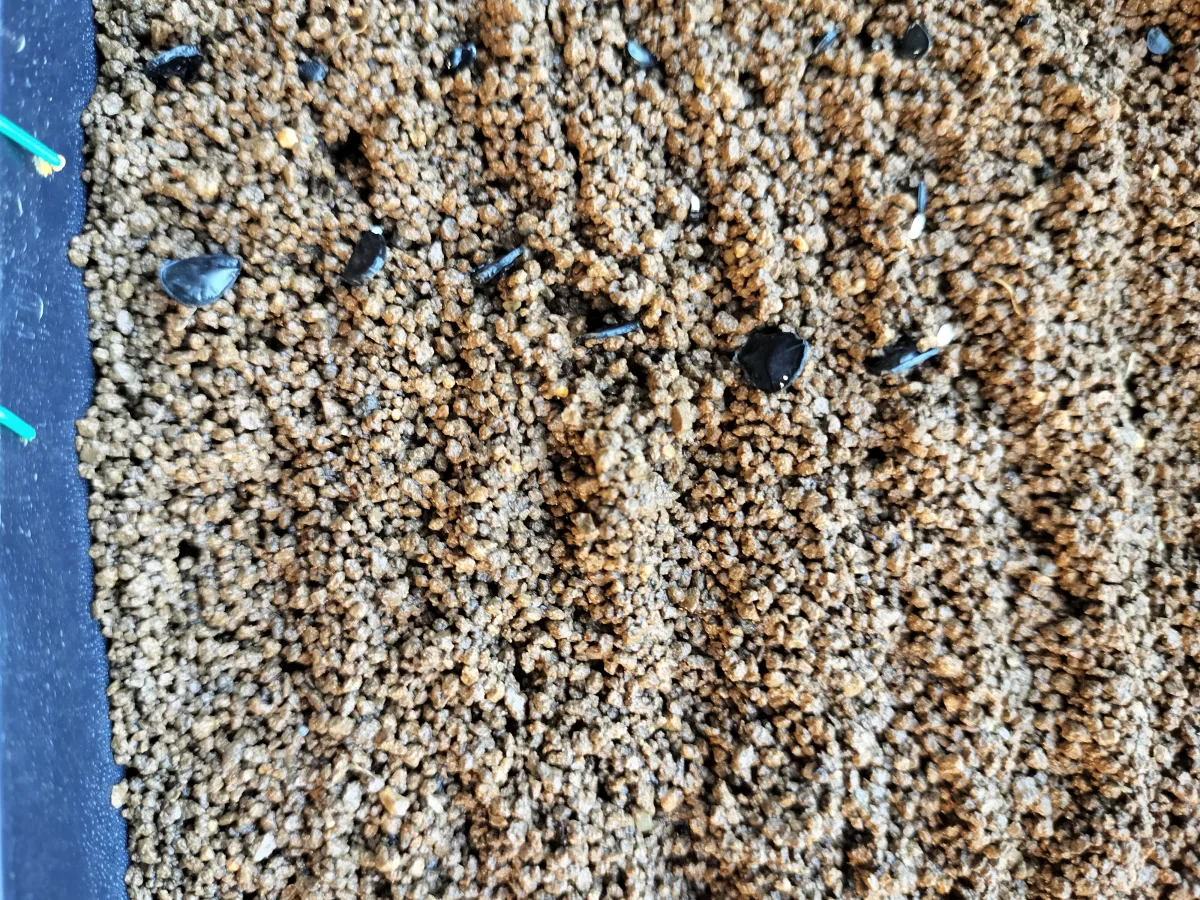 Agave americana (アガベ トリマンブルー)