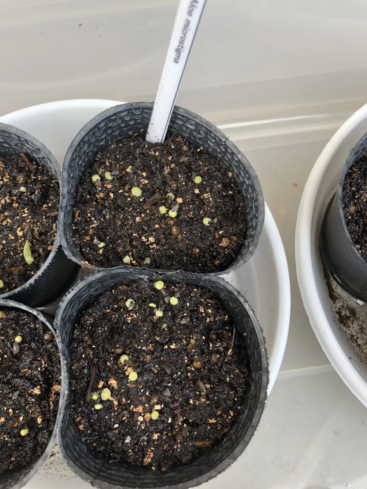 Aloe microstigma (アロエ ミクロスティグマ)