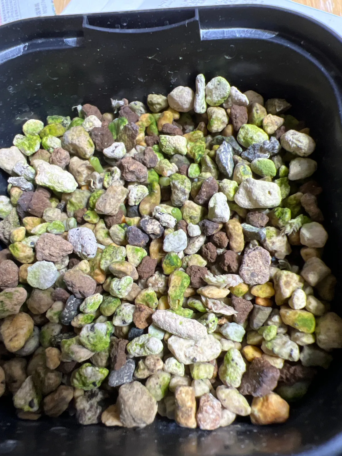 Ariocarpus kotschoubeyanus var. albiflorus (アリオカルプス 姫牡丹)