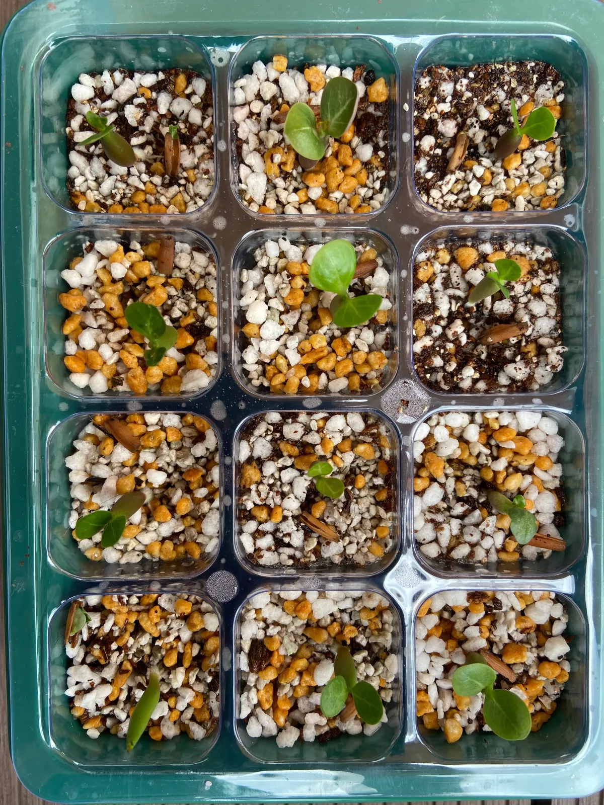 Adenium somalense (アデニウム ソマレンセ)