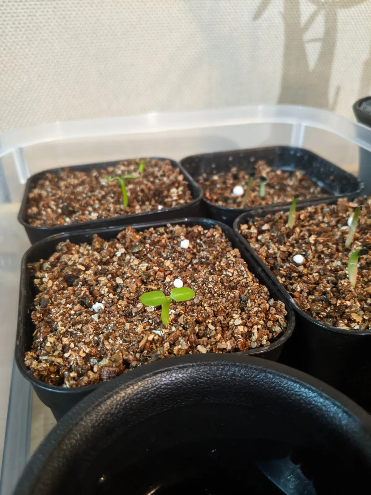 Pachypodium densiflorum var. brevicalyx (パキポディウム ブレビカリックス)