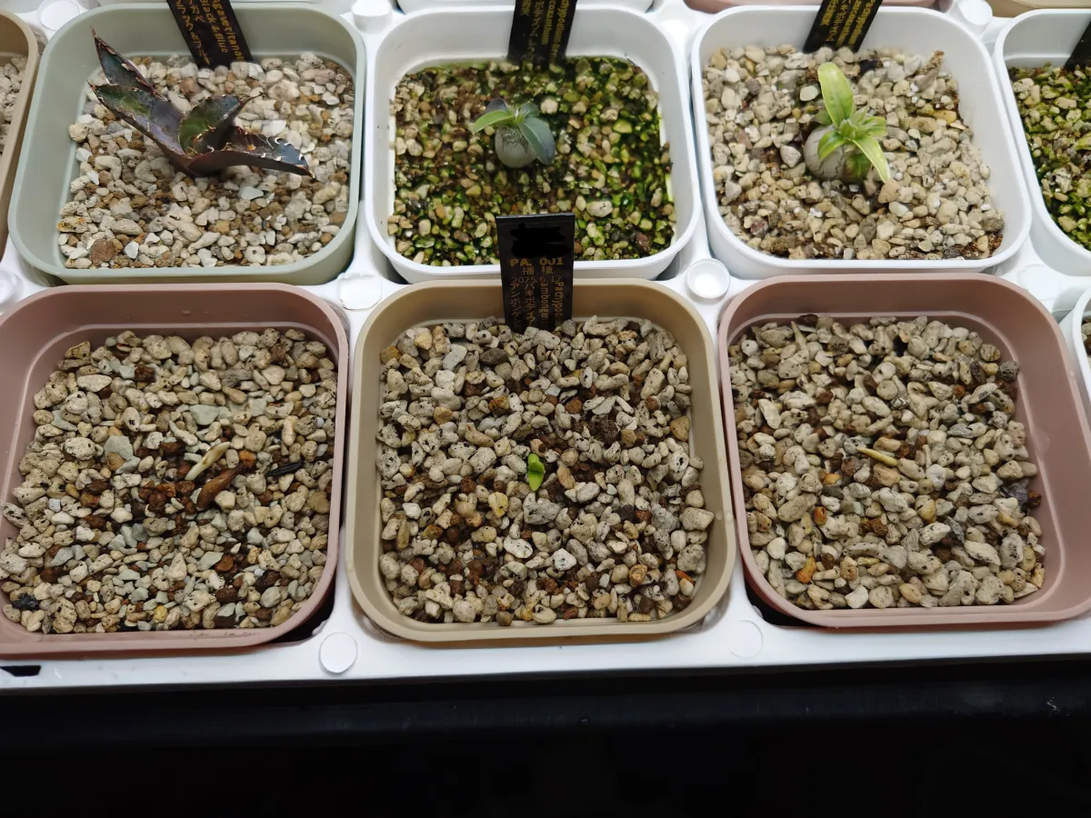 Pachypodium ambongense (パキポディウム アンボンゲンセ)