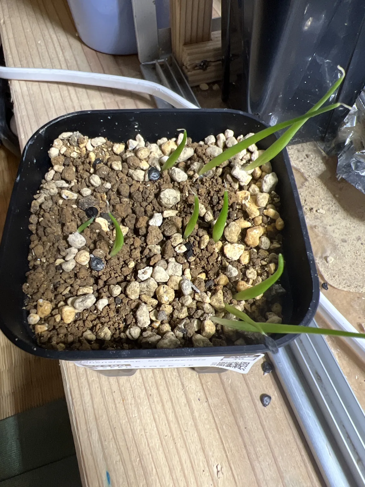 Agave utahensis ssp. kaibabensis (アガベ カイバベンシス)