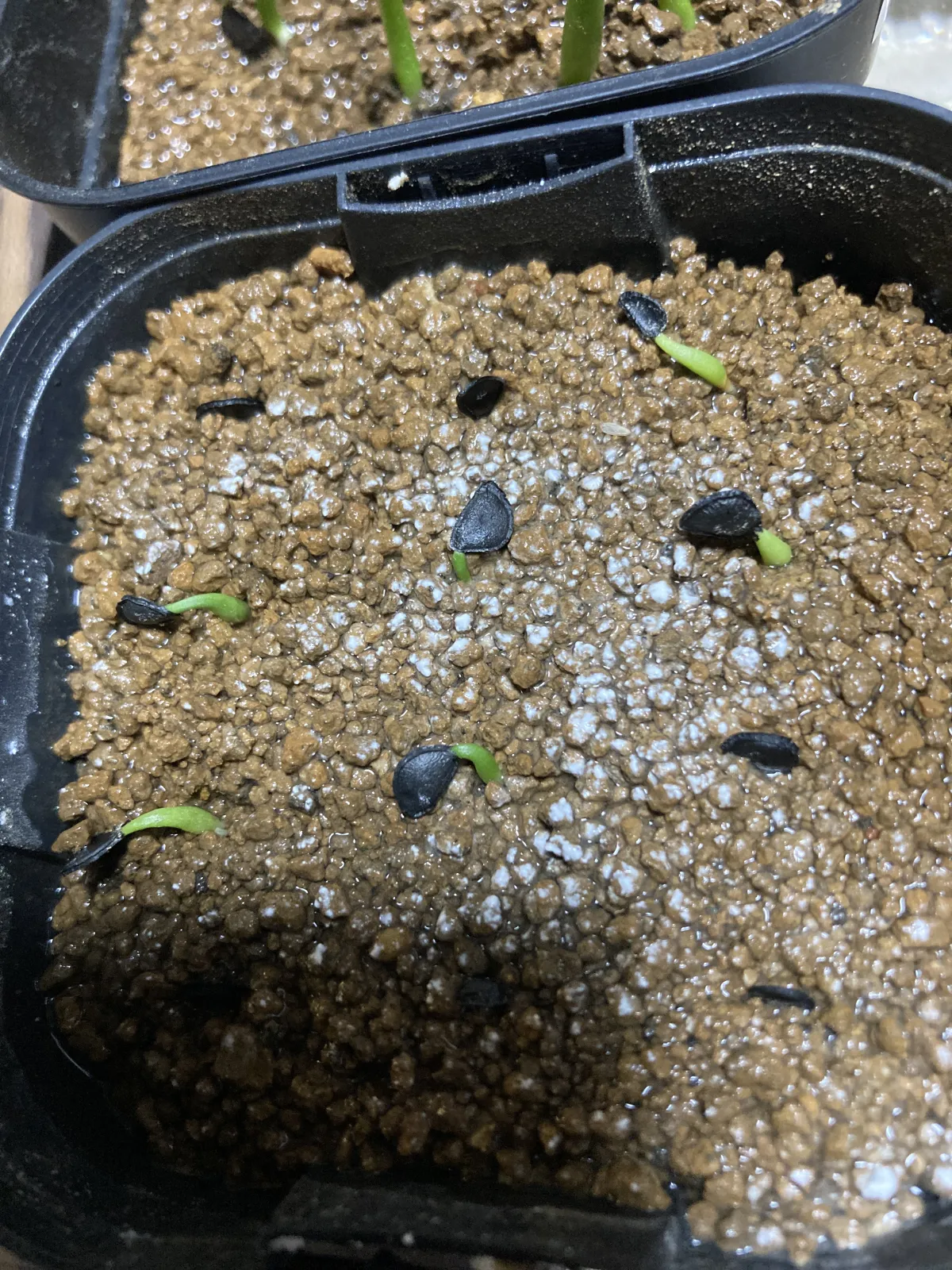 Agave mckelveyana (アガベ マッケルベヤナ)