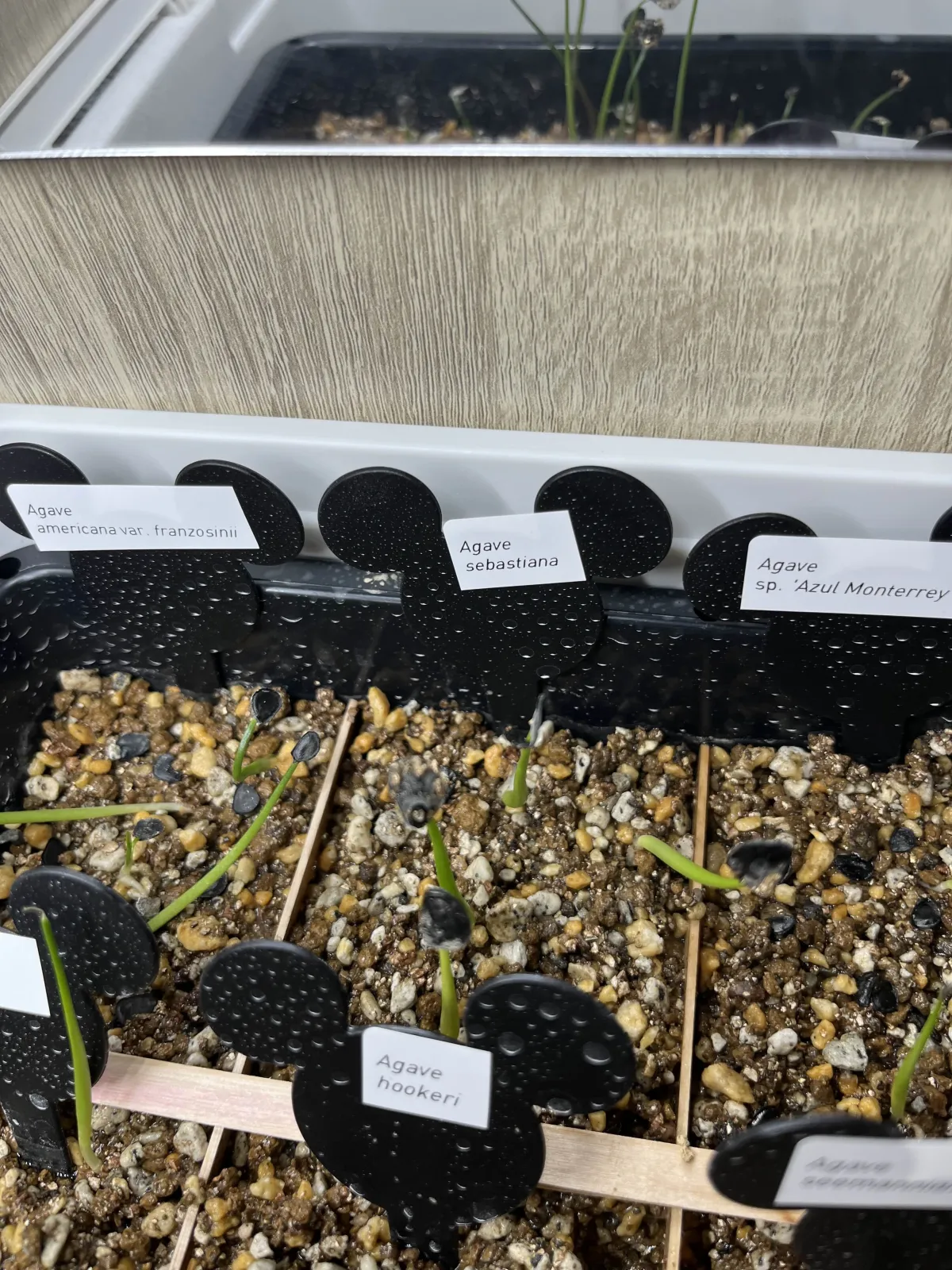 Agave sebastiana (アガベ セバスティアーナ)