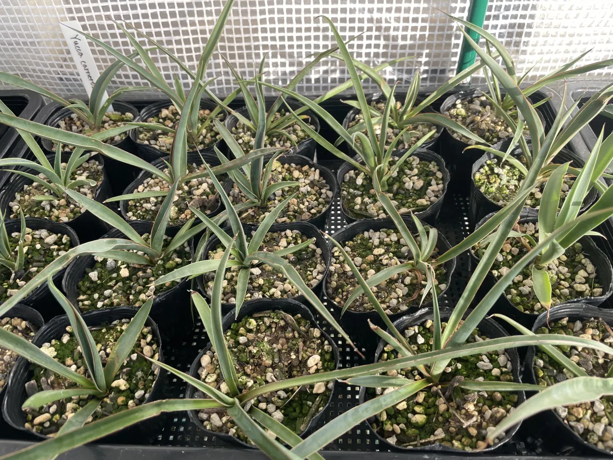 Yucca carnerosana (ユッカ カルネロサーナ)