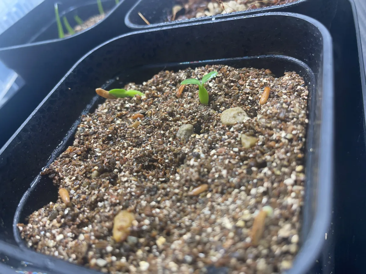 Pachypodium rosulatum var. gracilius (パキポディウム グラキリス)