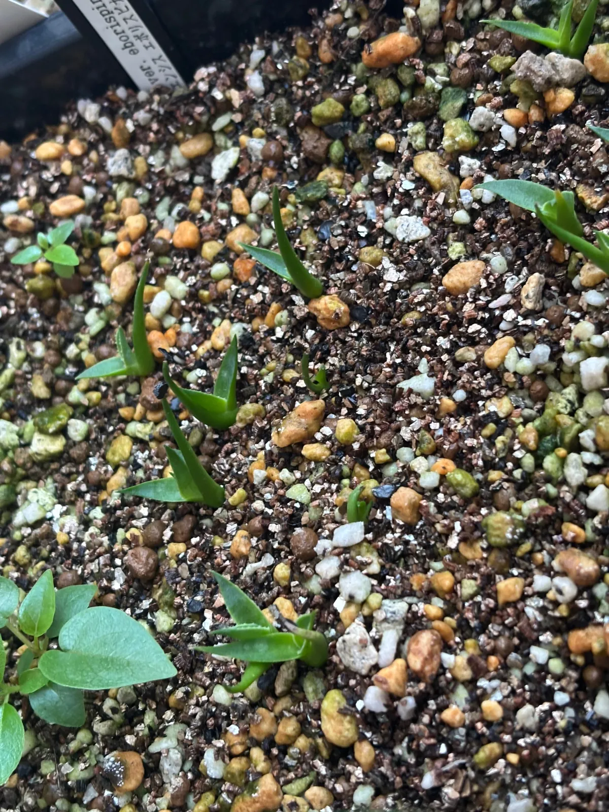 Agave utahensis var. eborispina 'Vegas' (アガベ エボリスピナ ヴェガス)