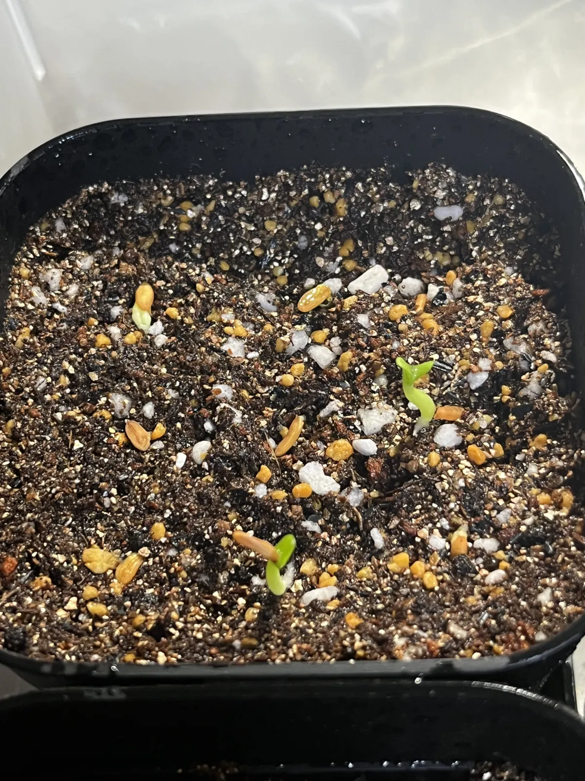 Pachypodium brevicaule subsp. leucoxanthum (パキポディウム レウコキサンツム)