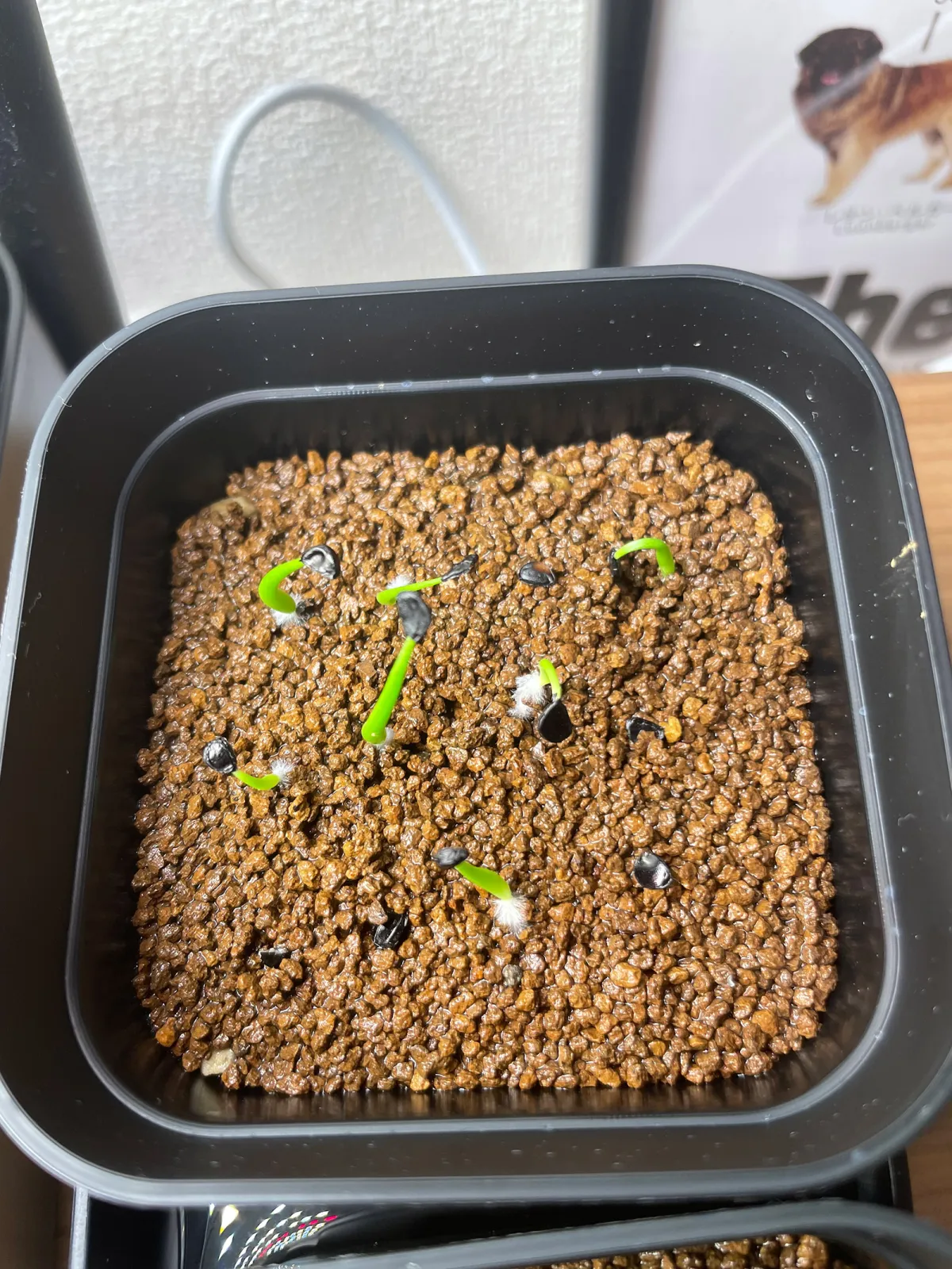 Agave utahensis var. eborispina 'Corkscrew' (アガベ ユタエンシスコークスクリュー)