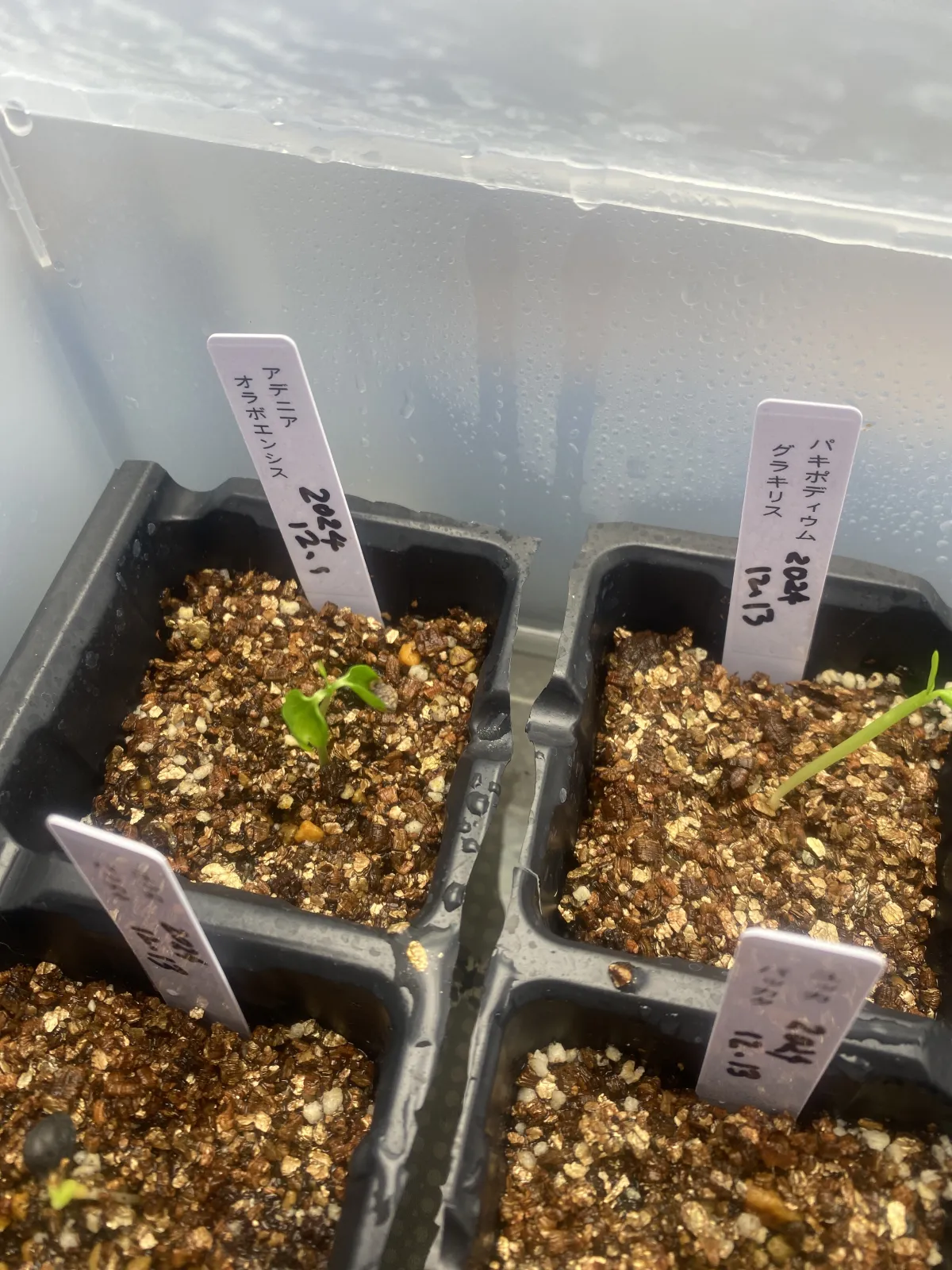 [発芽チャレンジ] アデニア オラボエンシス Adenia olaboensis 発芽難