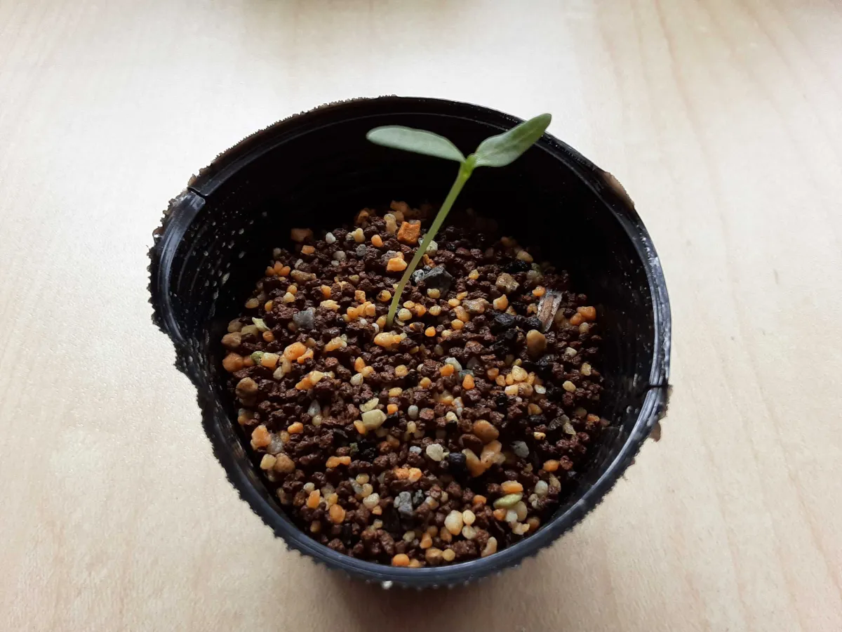 Fouquieria columnaris (フォークイエリア コルムナリス 観峰玉)