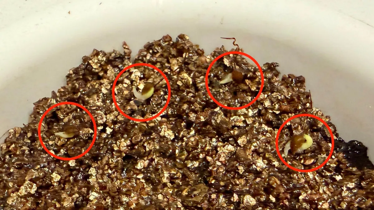 Pelargonium reniforme (ペラルゴニウム レニフォルメ)