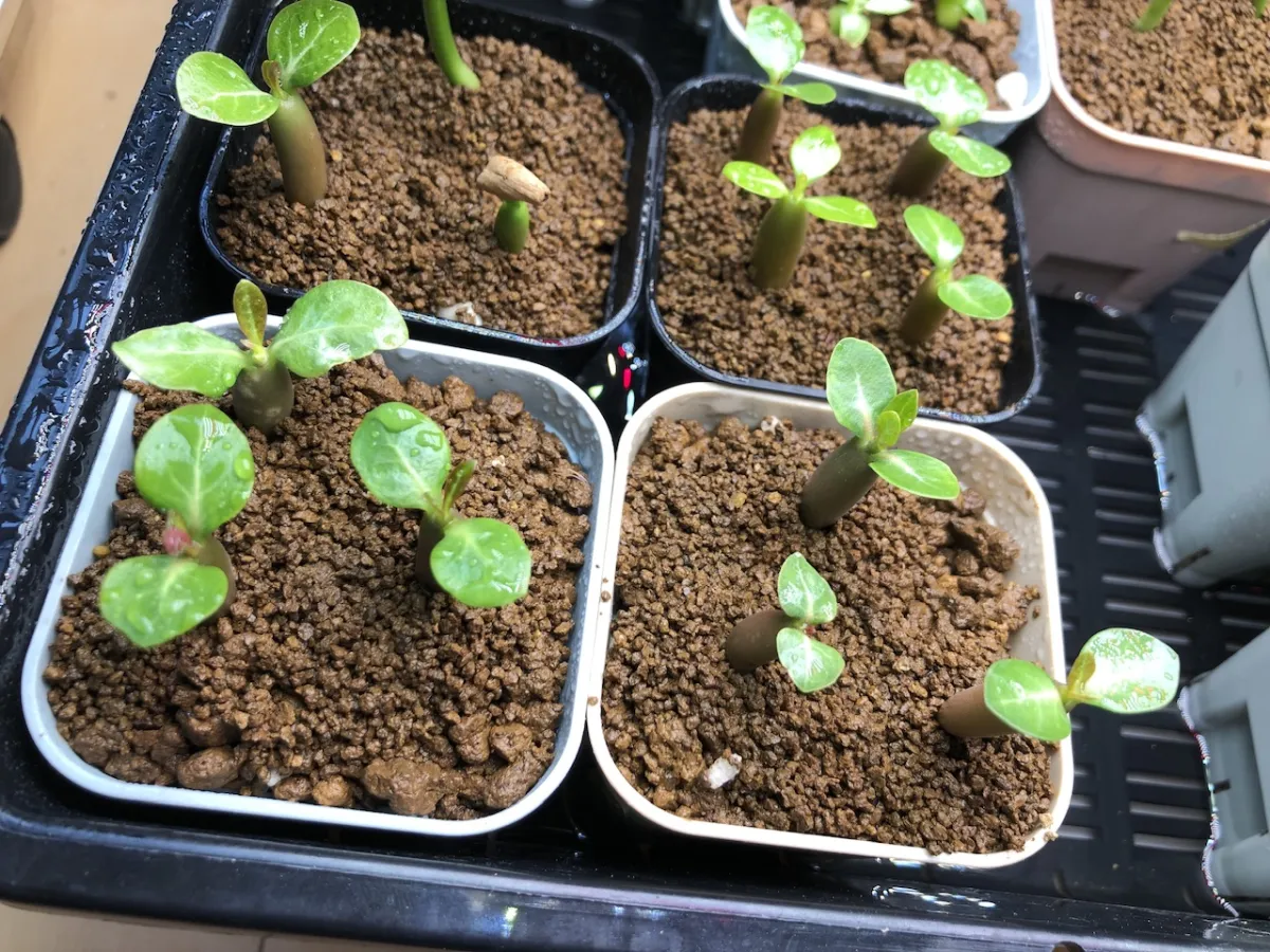 Adenium obesum (アデニウム オベスム)