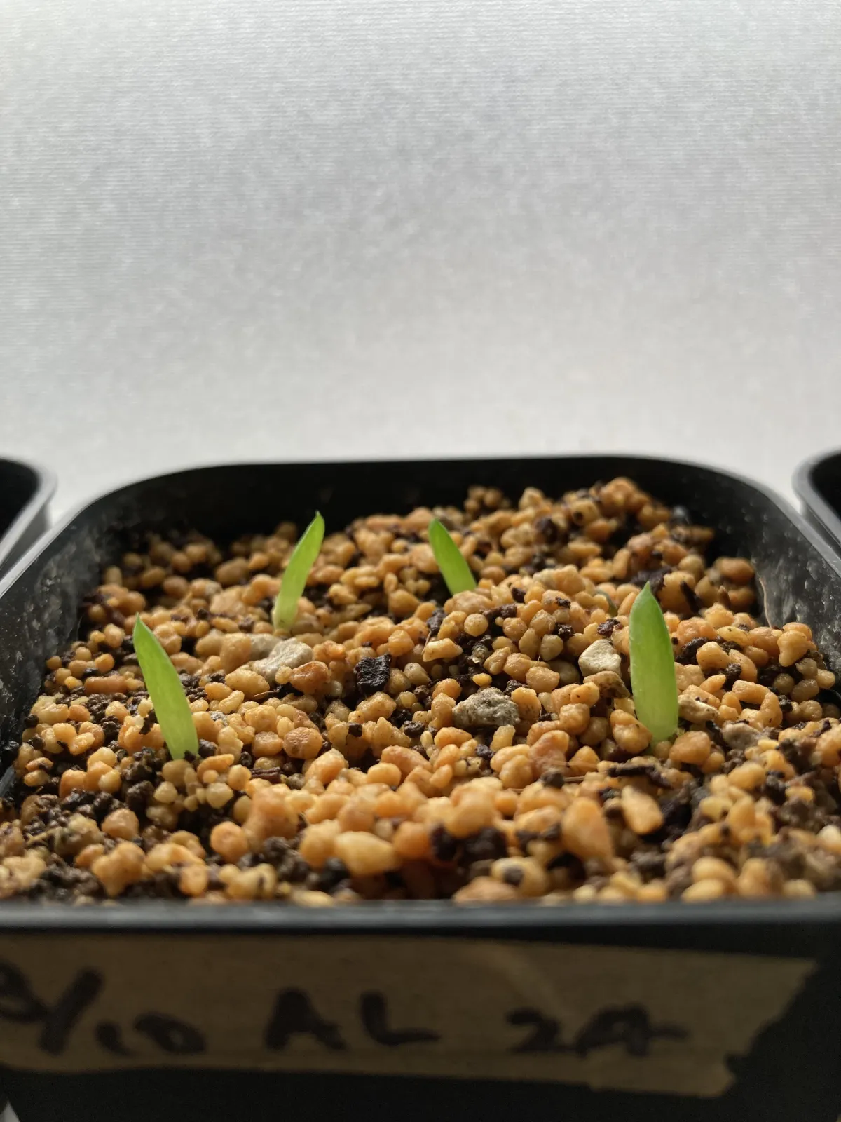 Aloe humilis (アロエ フミリス)