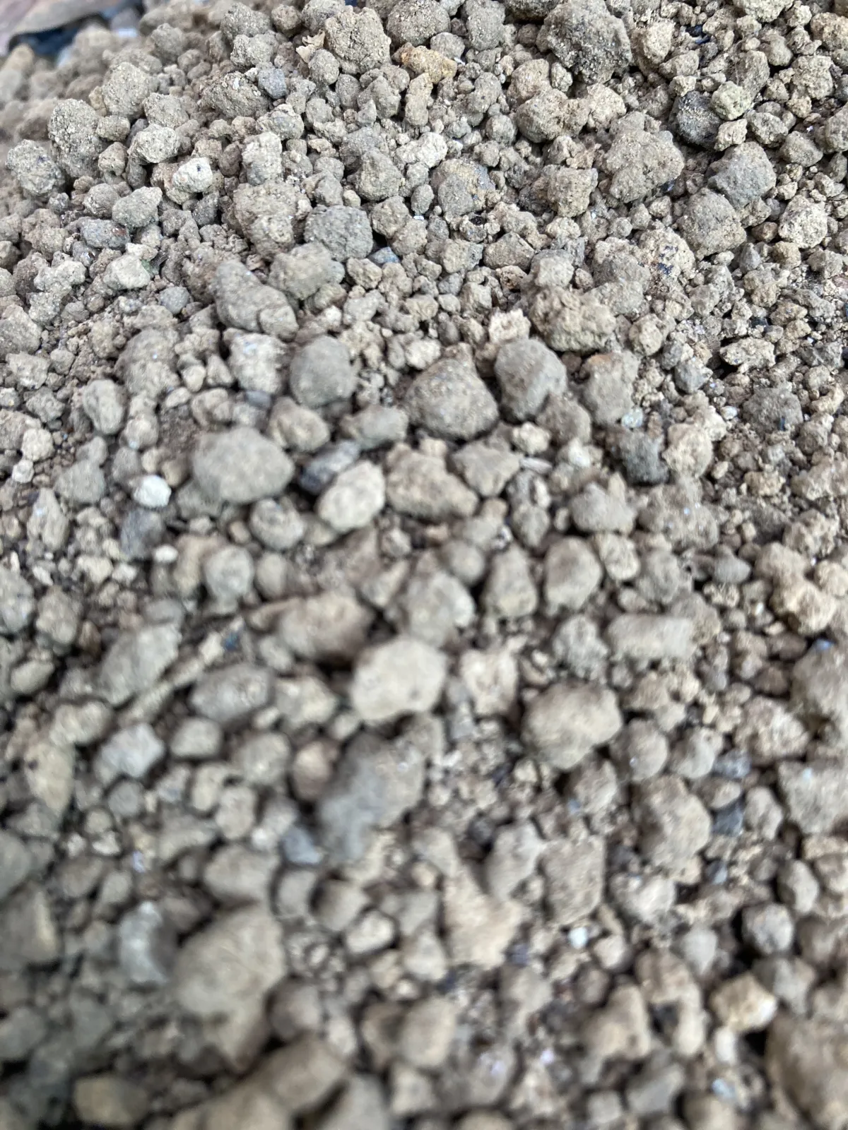 Dioscorea elephantipes (ディオスコレア エレファンティペス アフリカ亀甲竜)