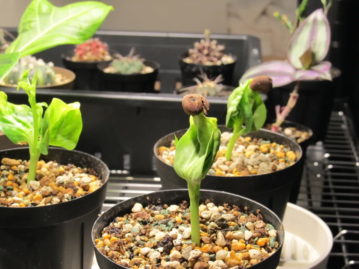 Adansonia digitata (アダンソニア（バオバブ） ディギタータ)