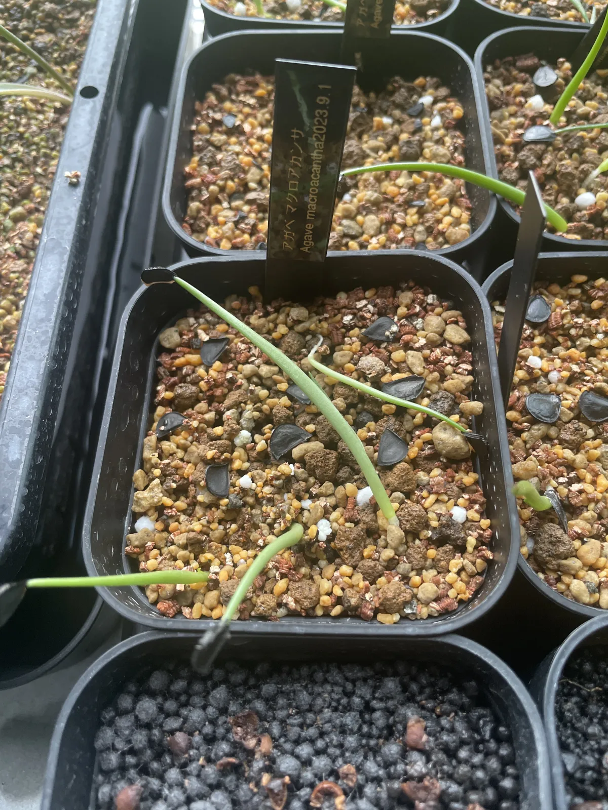 Agave macroacantha (アガベ マクロアカンサ 八荒殿)