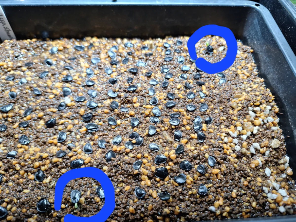 [チャレンジ種子] アガベ シャウィ（発芽難） Agave shawii subsp. shawii (発芽難)