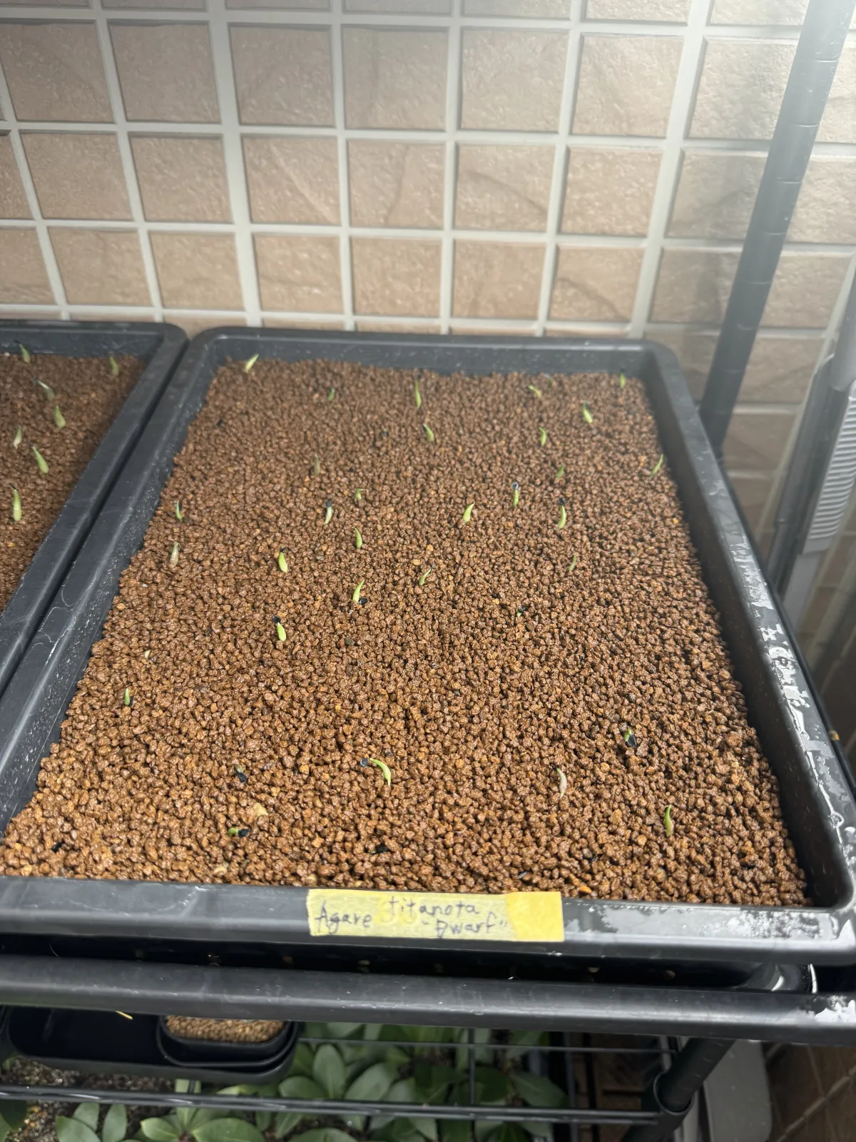 Agave titanota (アガベ チタノタ ドワーフ)