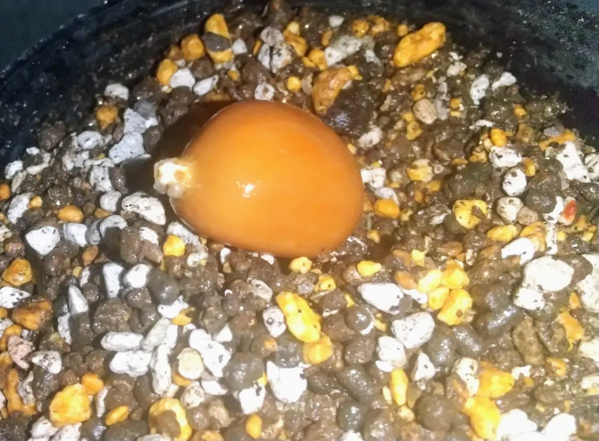 Dioon califanoi (ディオーン カリファノイ)