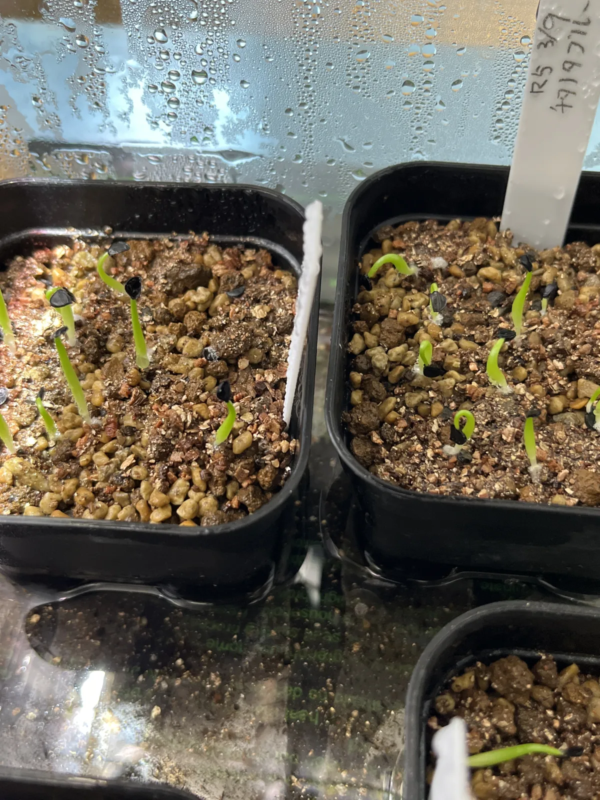 Agave titanota 'Blue' (アガベ チタノタブルー)