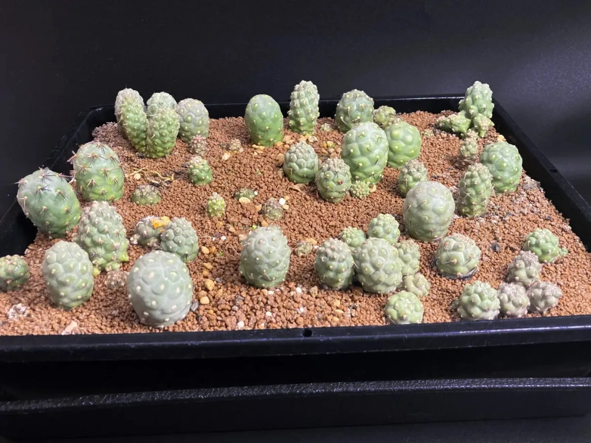 サボテン　テフロカクタス　ゲオメトリクス テフロカクタス ゲオメトリクス/盆栽、多肉植物、塊根植物、観葉植物