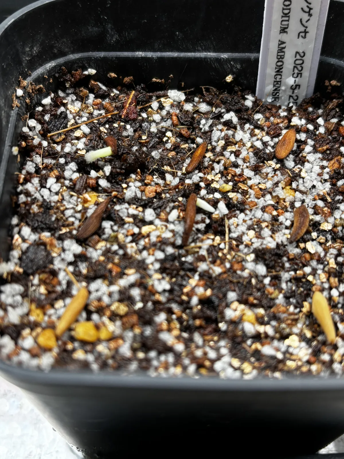 Pachypodium ambongense (パキポディウム アンボンゲンセ)