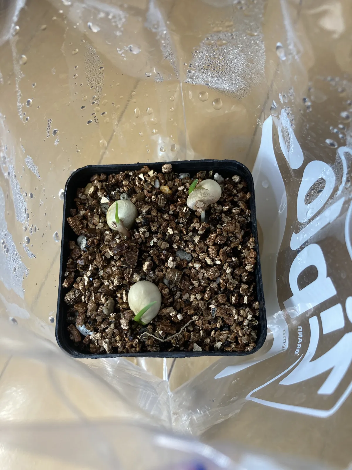 Boophone disticha (ブーファン ディスティカ)