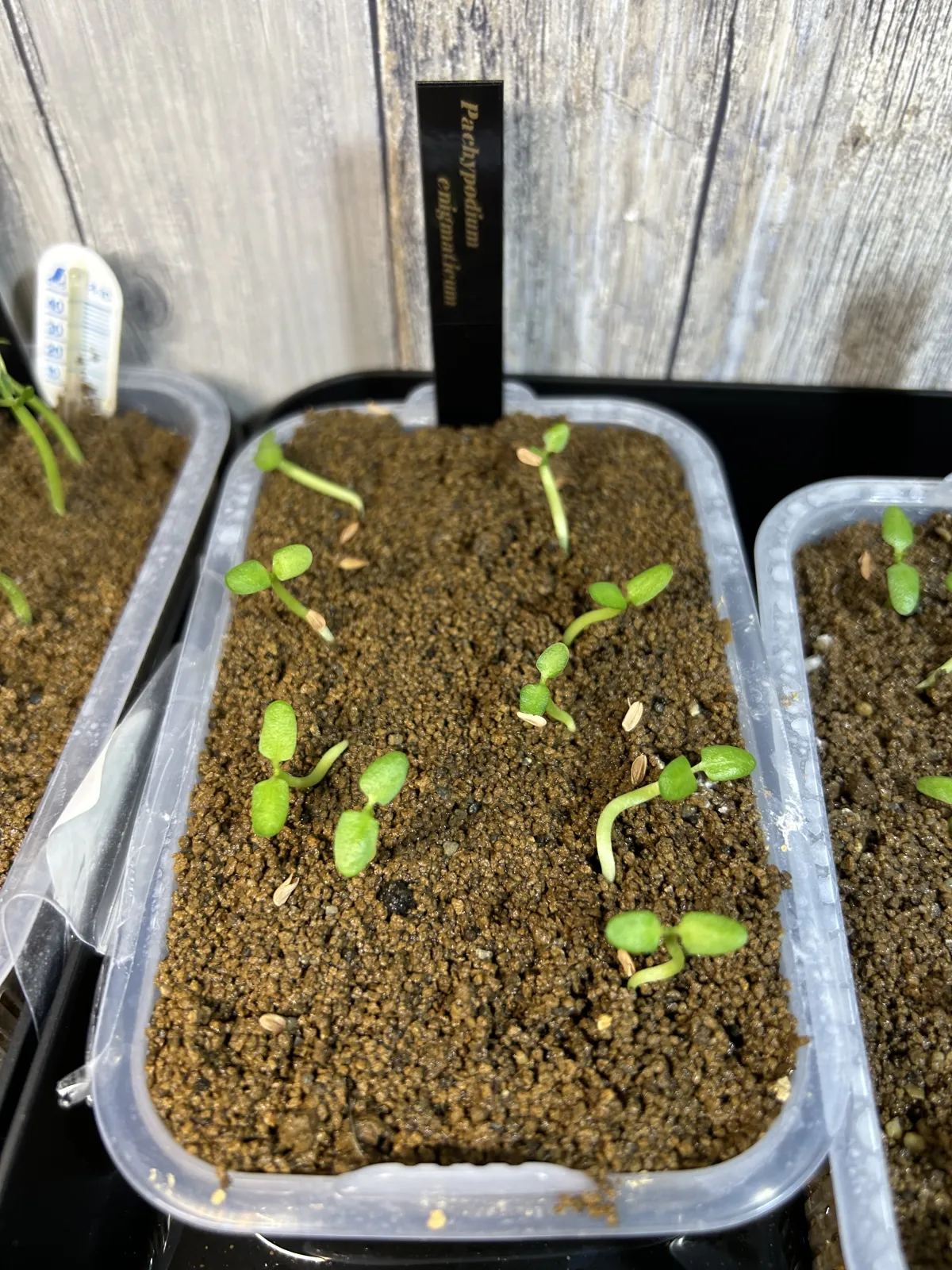 Pachypodium enigmaticum (パキポディウム エニグマチカム)