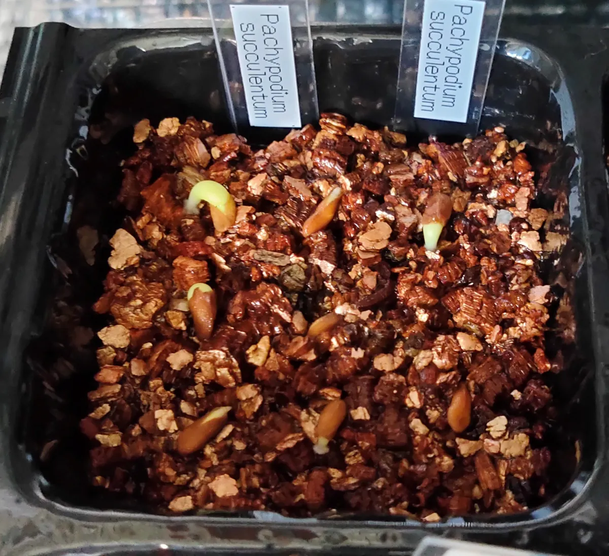 Pachypodium succulentum (パキポディウム サキュレンタム)