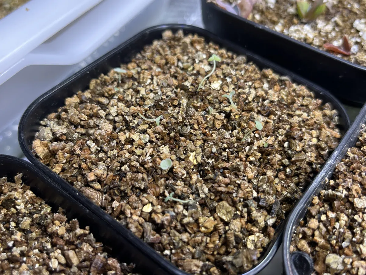 エケベリア　七福神