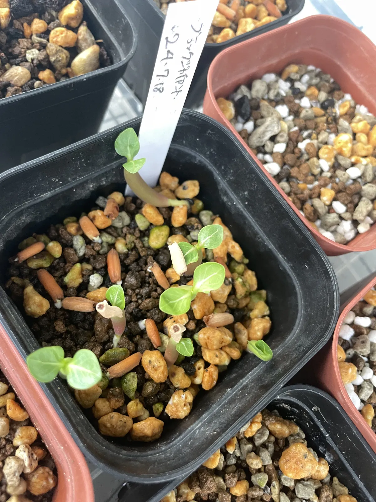 Adenium arabicum Black Giant (アデニウム アラビカム ブラックジャイアント)