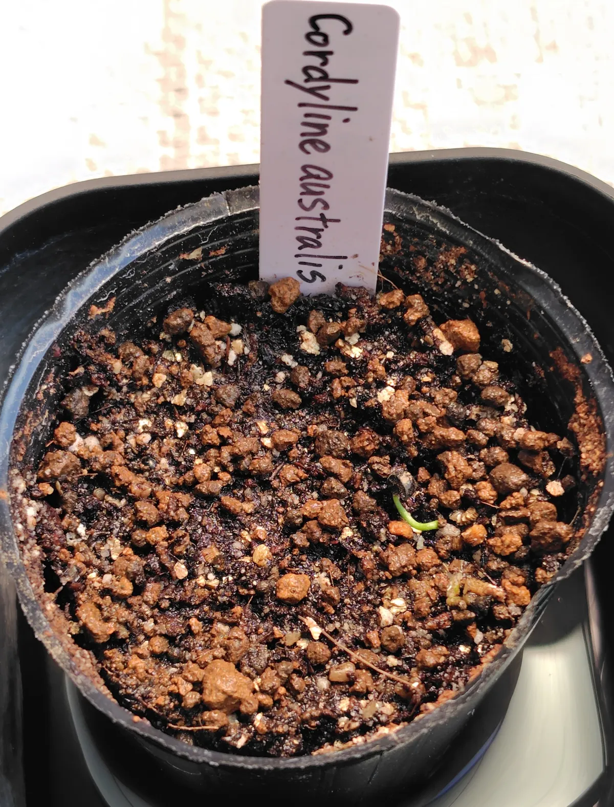 Cordyline australis (コルディリネ オーストラリス)