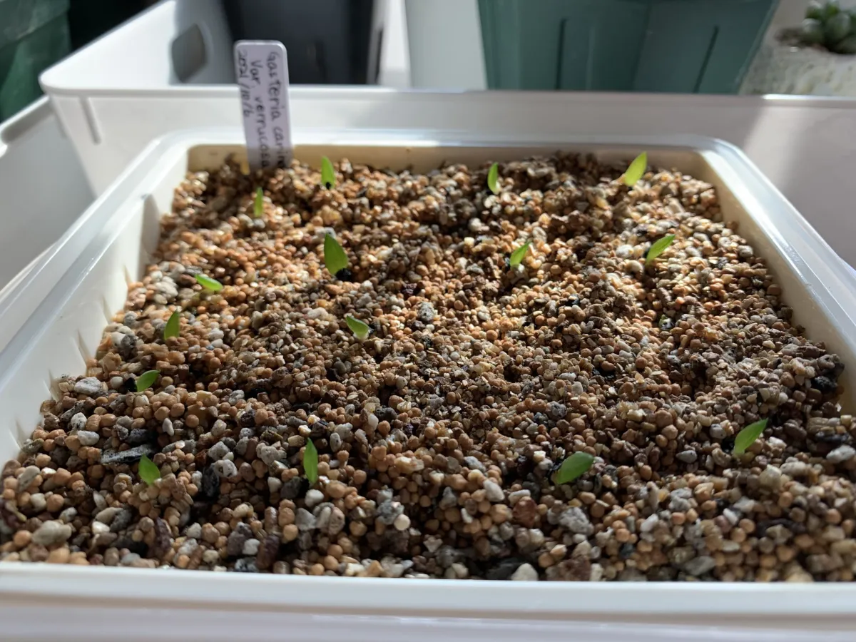 Gasteria carinata var. verrucosa (ガステリア ウェルコーサ)