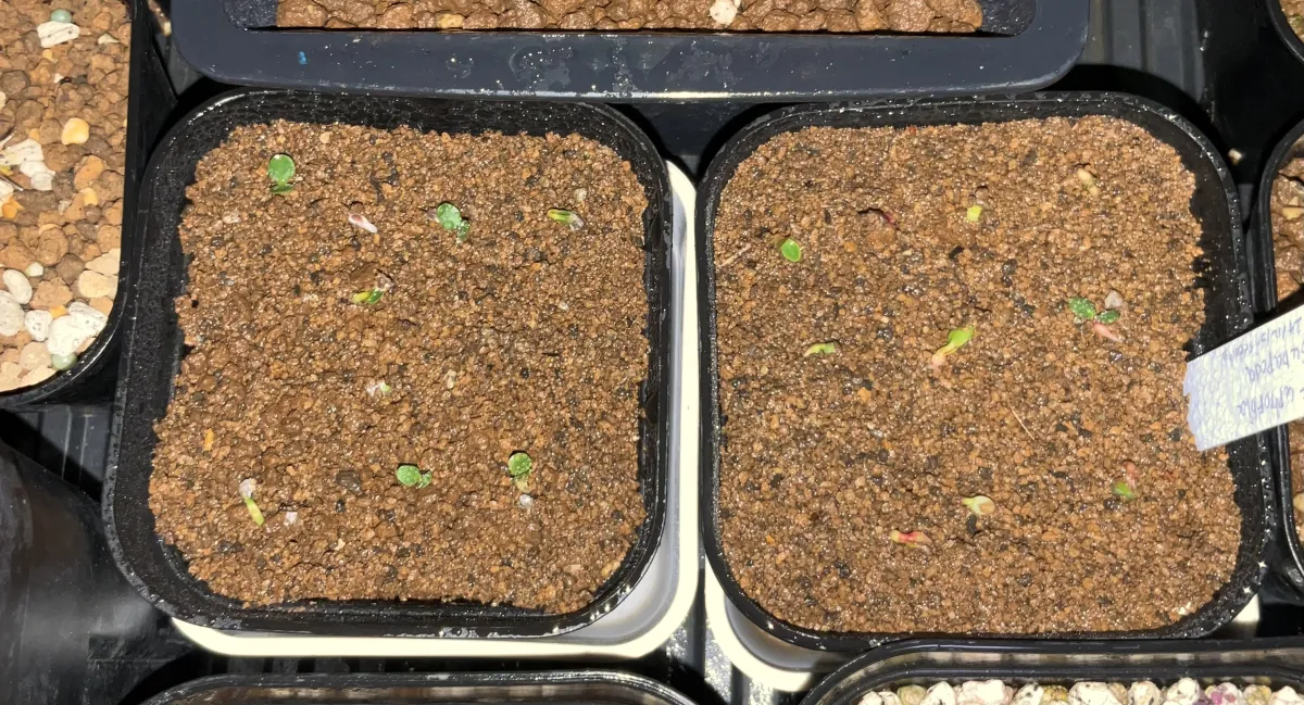 Euphorbia subapoda (ユーフォルビア スバポーダ)