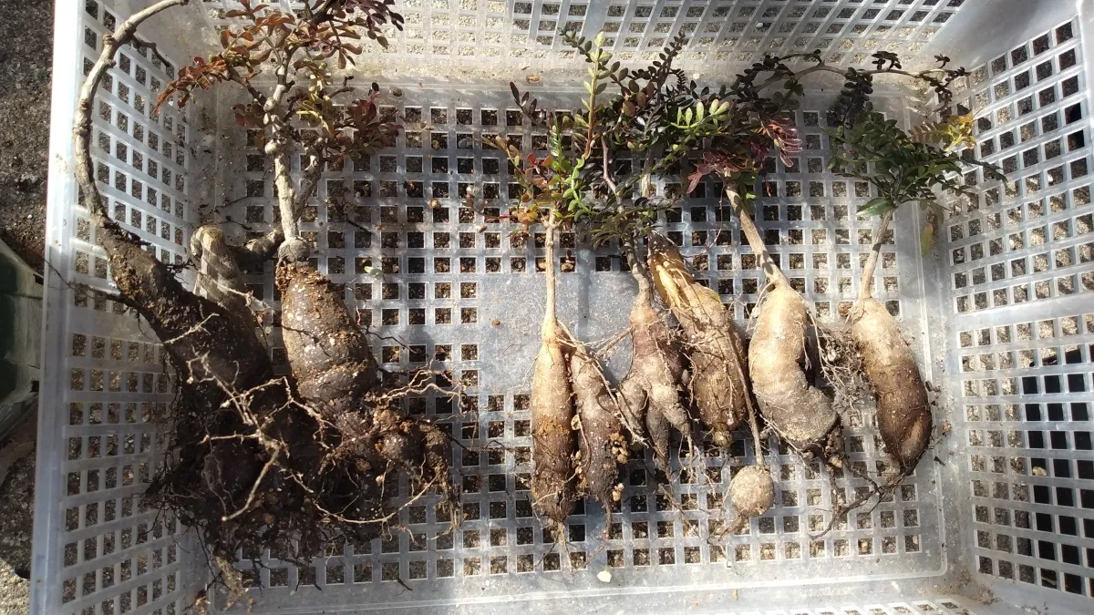 Operculicarya pachypus (オペルクリカリア パキプス)