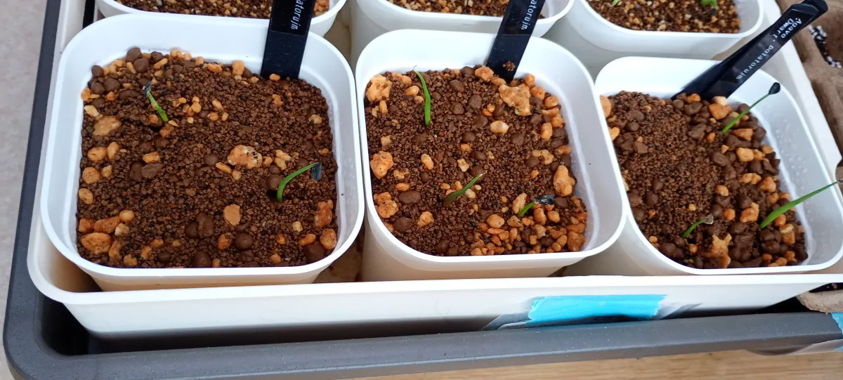 Agave potatorum Dwarf (アガベ ポタトラムドワーフ)