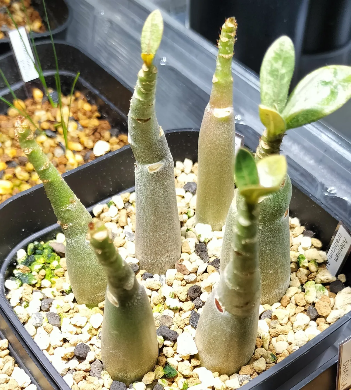 Adenium arabicum (アデニウム エイリアン)