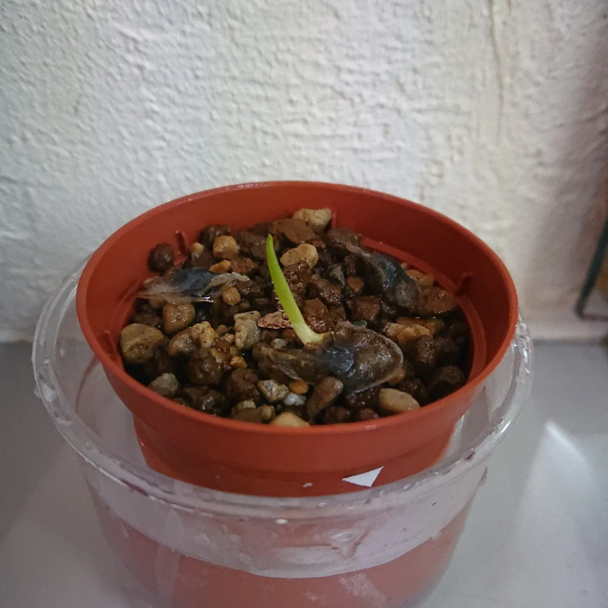 Aloe dichotoma (アロエ ディコトマ)