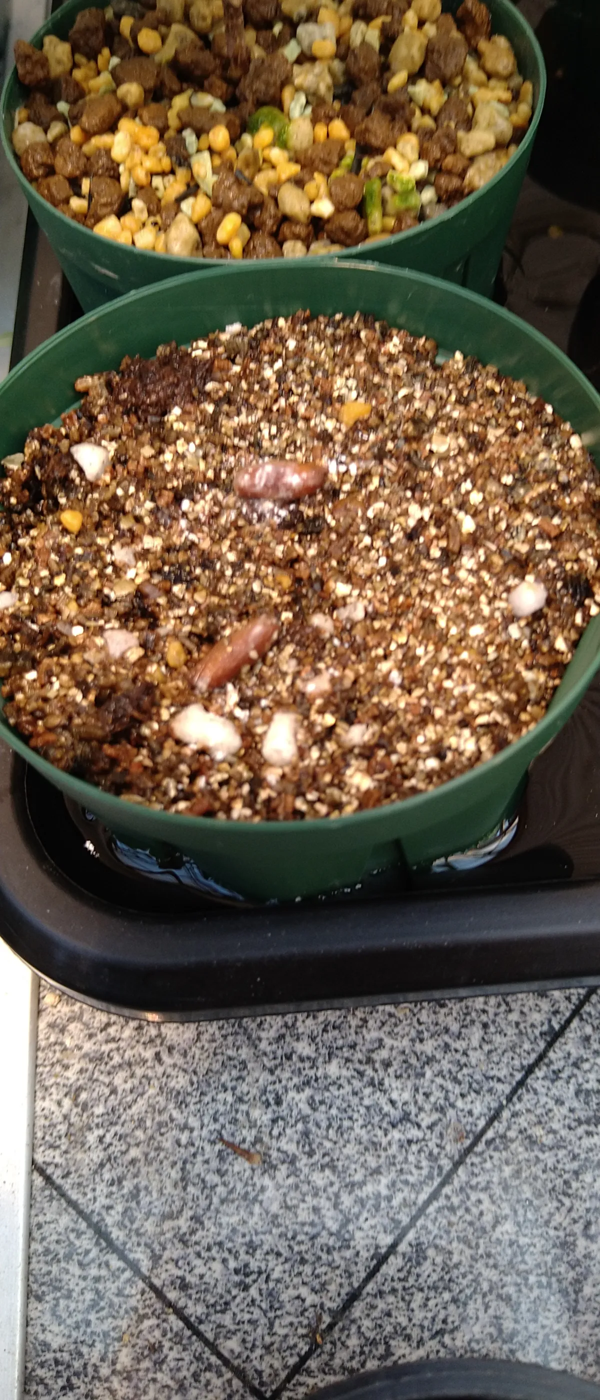 Adenium arabicum King Kong (アデニウム アラビカム キングコング)