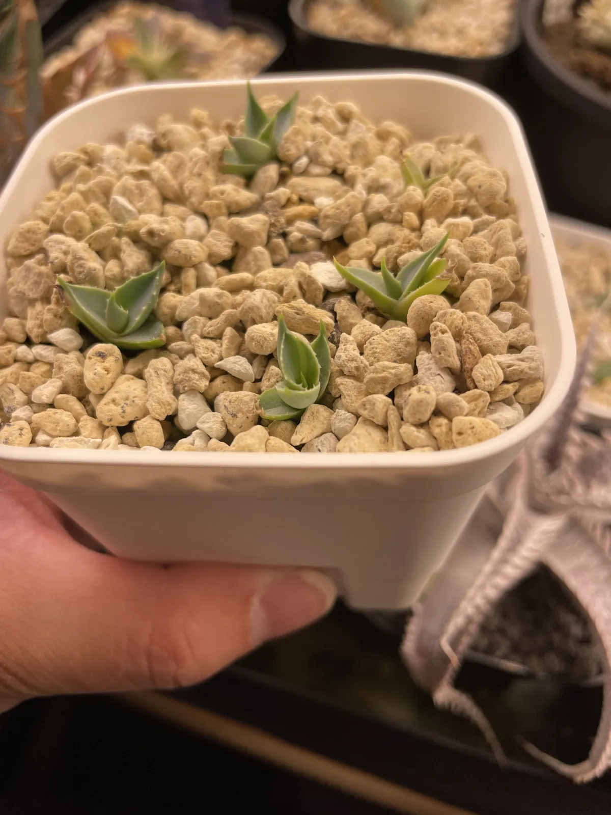 Agave utahensis var. eborispina 'Corkscrew' (アガベ ユタエンシスコークスクリュー)