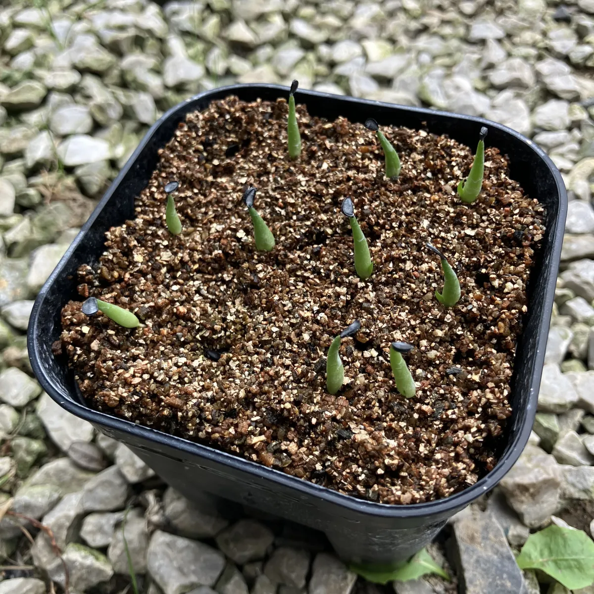 Agave victoriae-reginae (アガベ ビクトリアレジーナエ 笹の雪)