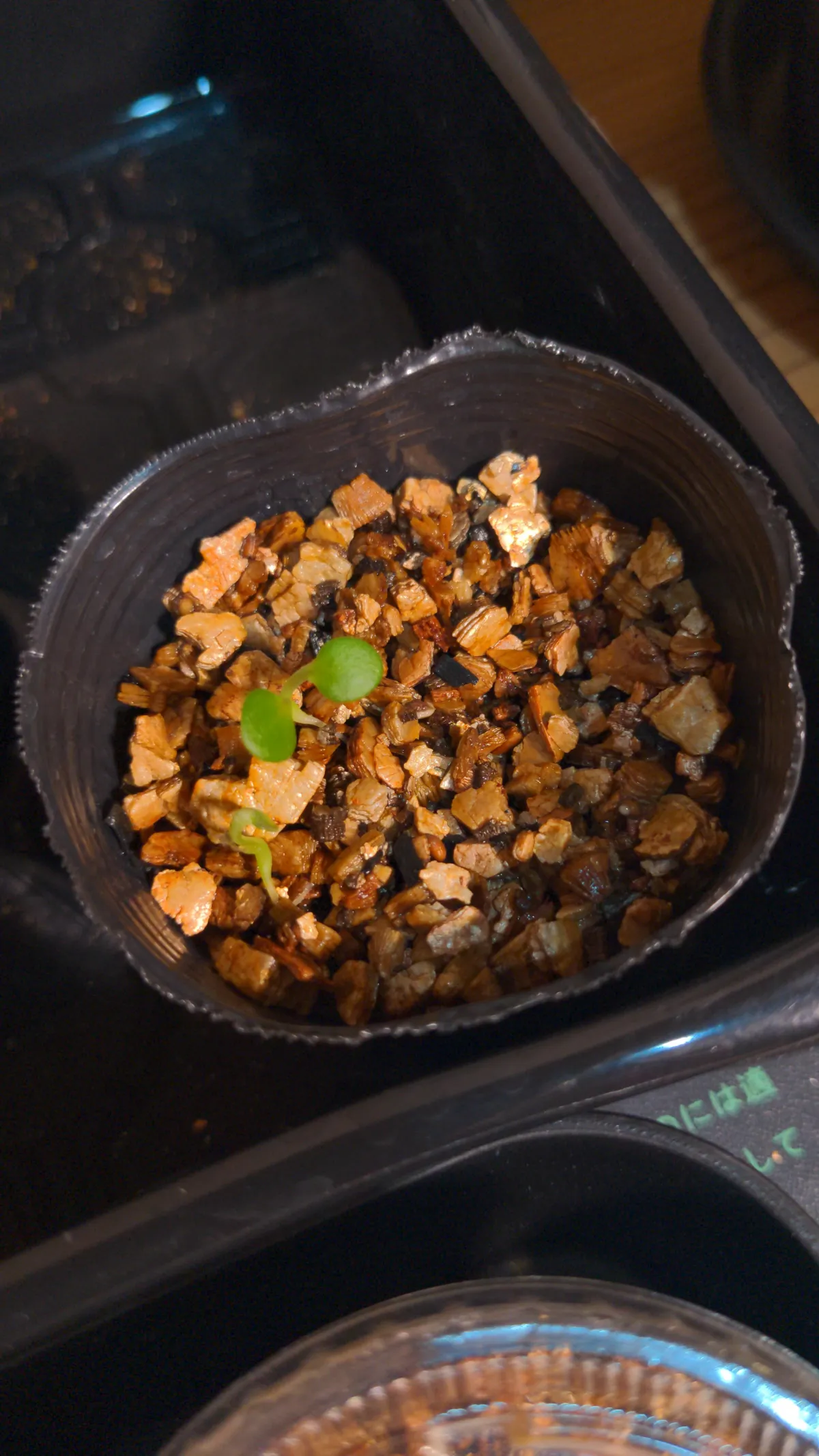 Euphorbia primulifolia var. begardii (ユーフォルビア ベガルディ)