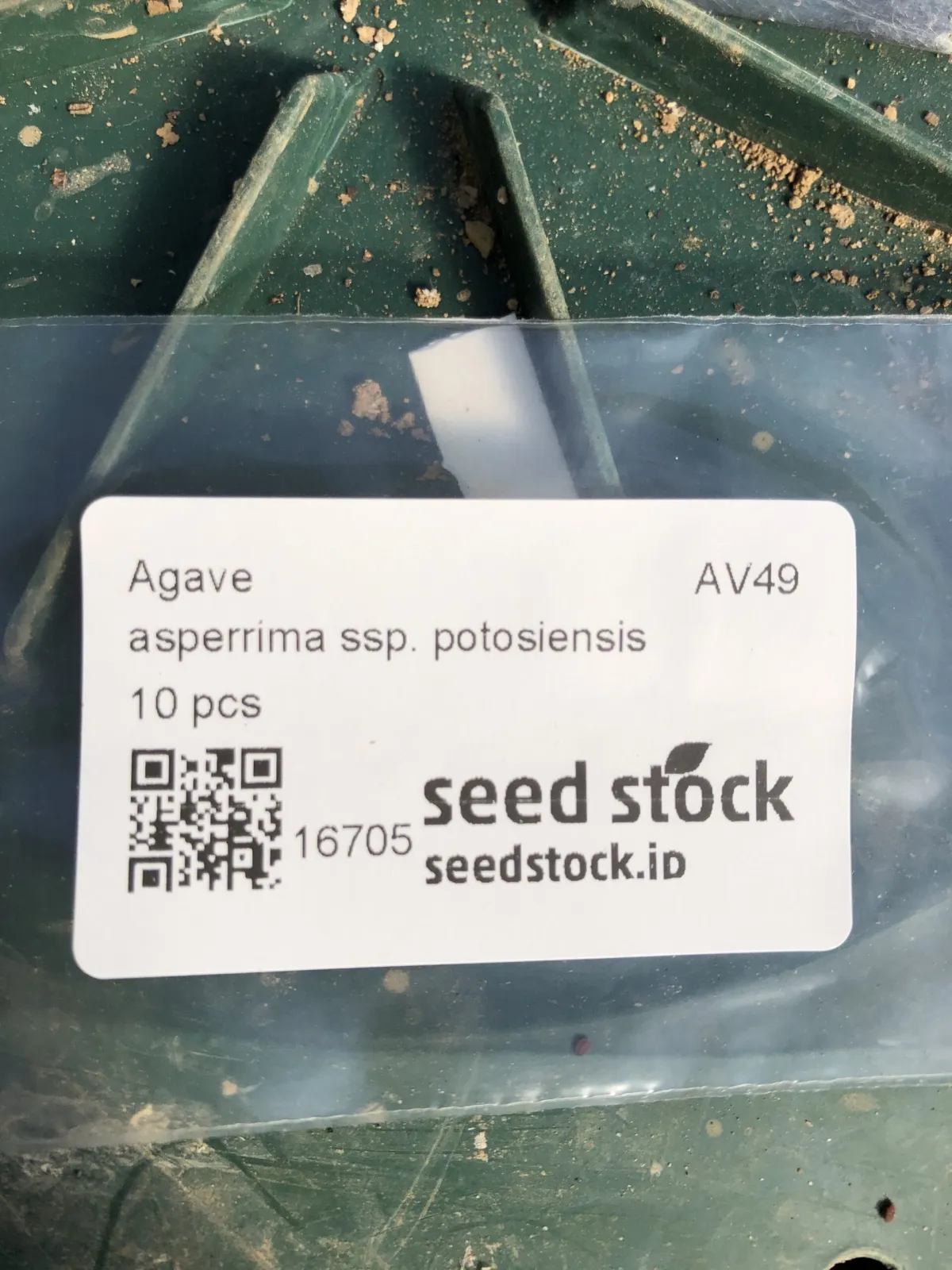 Agave asperrima subsp. potosiensis (アガベ ポトアスペリーマ ポトシエンシス)