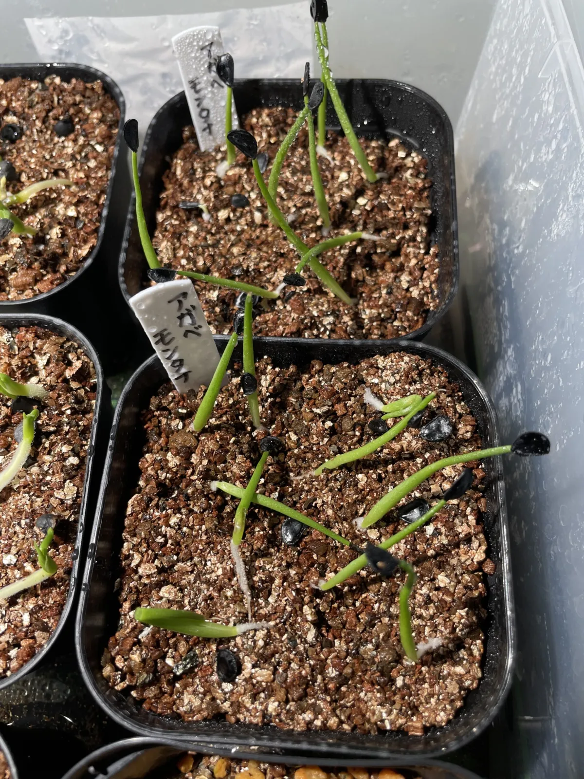 Agave montana (アガベ モンタナ)