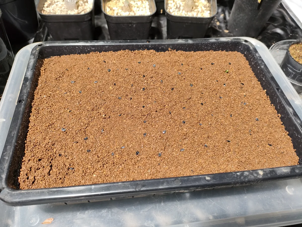 Agave ghiesbreghtii 'Purpusorum' (アガベ パルプソーラム)