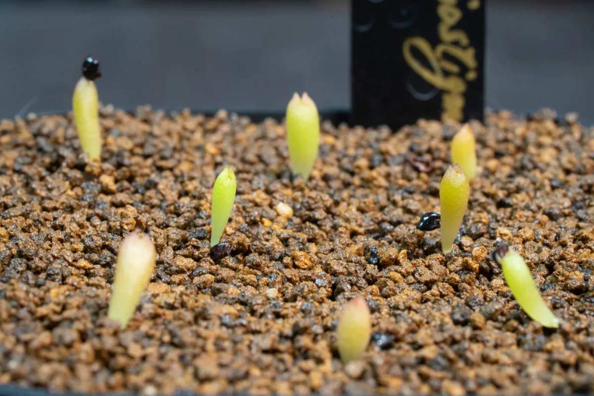 Astrophytum myriostigma (アストロフィツム ミリオスティグマ)