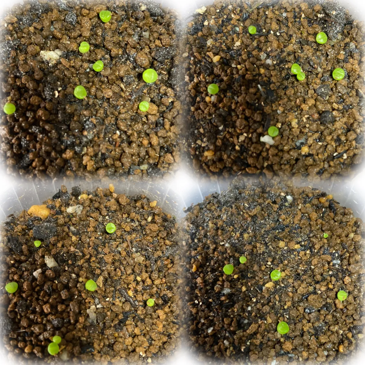 Lapidaria margaretae (ラピダリア マーガレッティ 魔玉)